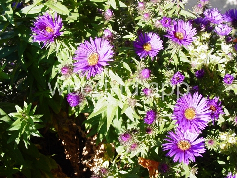 aster, New England
